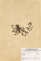 藏品(乳子草)的圖片